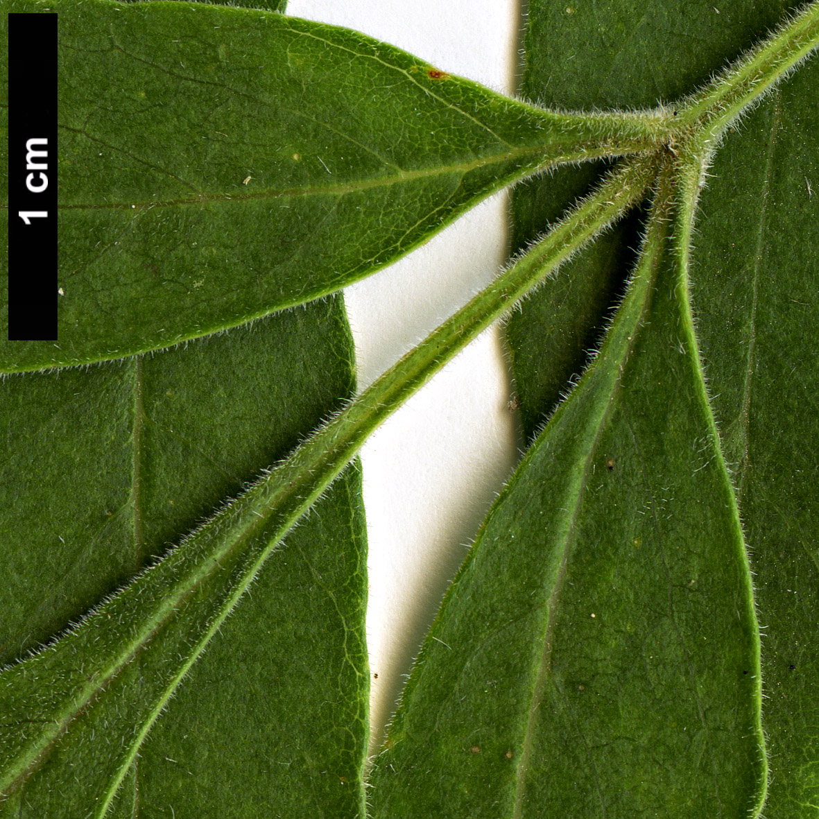 High resolution image: Family: Oleaceae - Genus: Fraxinus - Taxon: velutina - SpeciesSub: var. toumeyi High resolution image: Family: Oleaceae - Genus: Fraxinus - Taxon: velutina - SpeciesSub: var. toumeyi